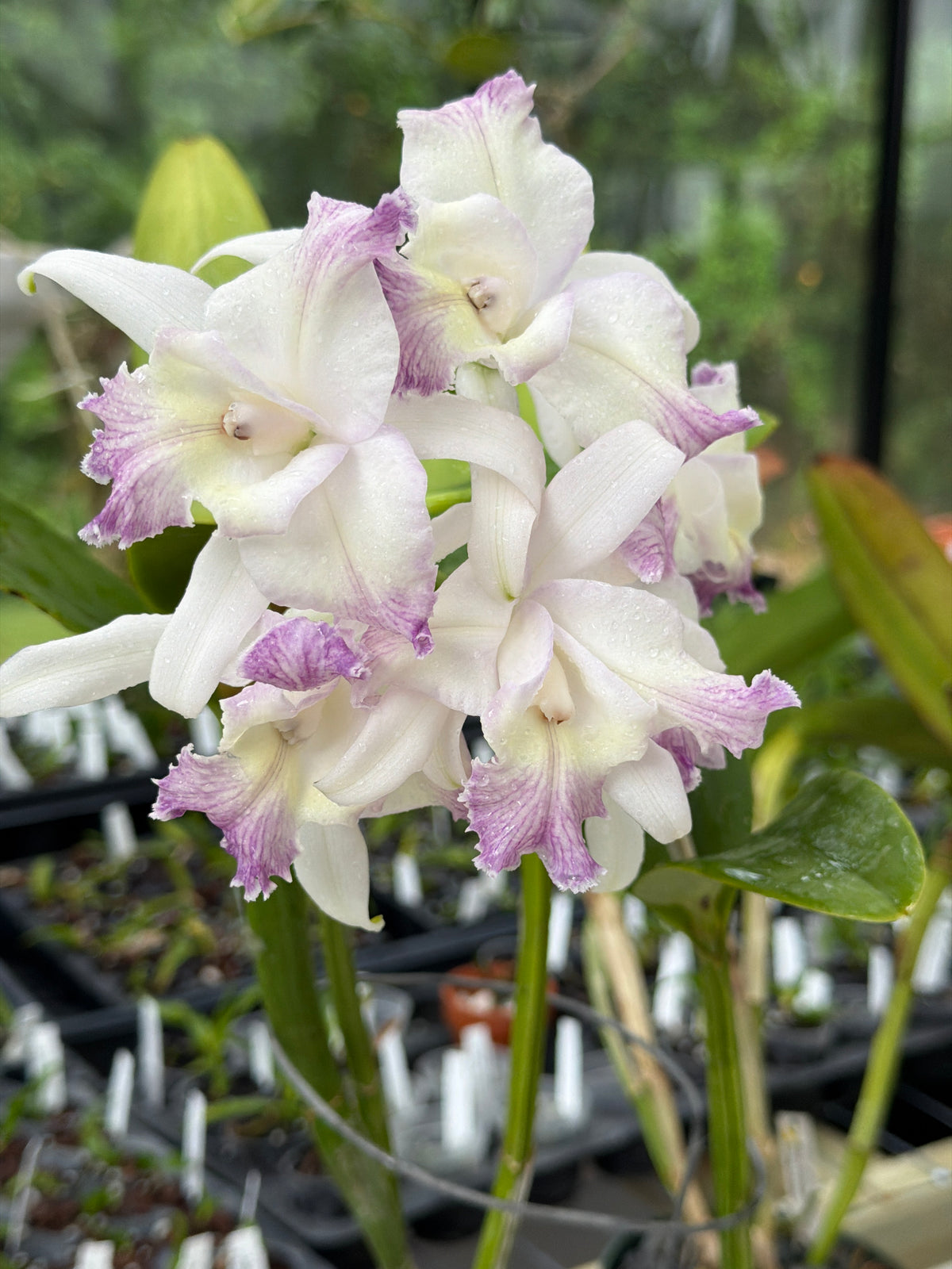 C. intermedia var. aquinii coerulea