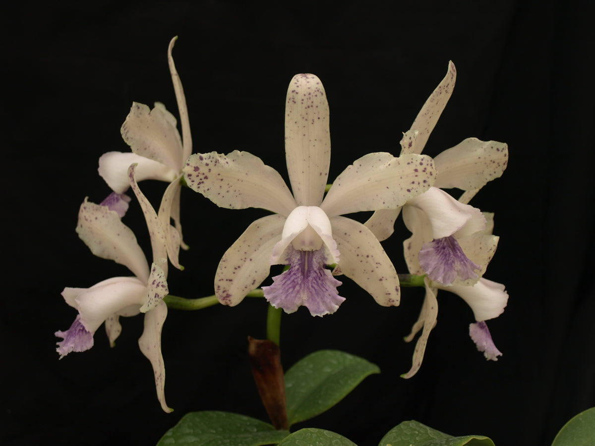 Cattleya DiPozzi Tiziano