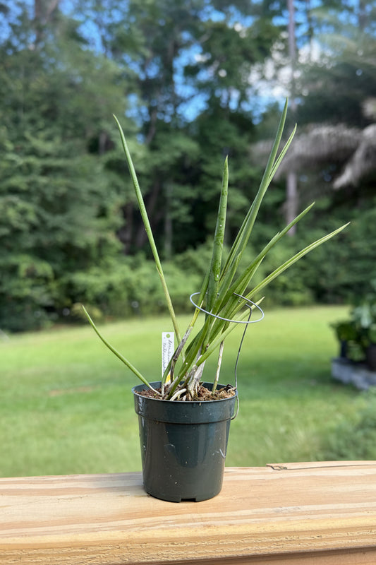 Brassavola tuberculata (B. tuberculata)