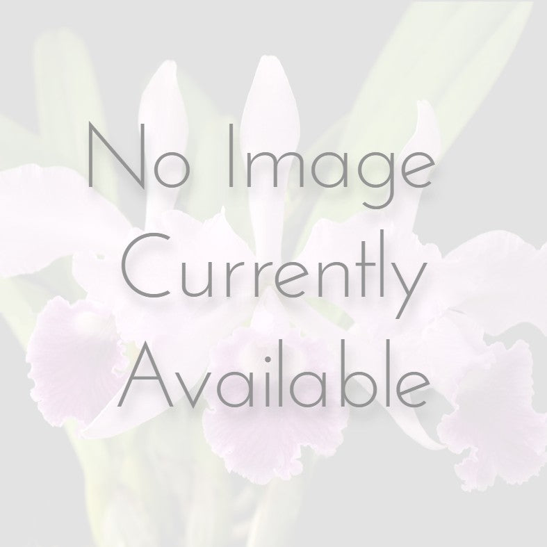 Laelia anceps var. roeblingiana ‘La Jolla’ HCC/AOS x sib var. disciplinata