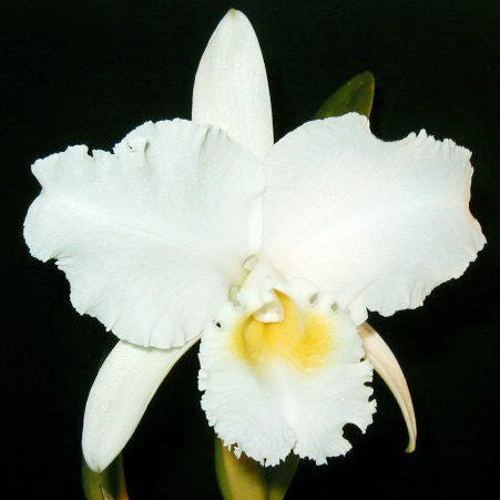 BLC. Ong Ty-ngo 'Koko Head'