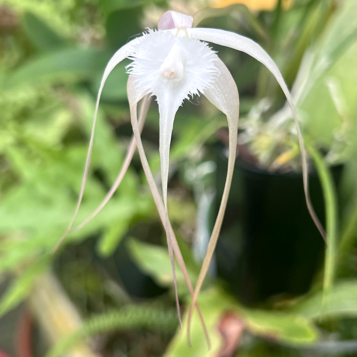 B. cucullata
