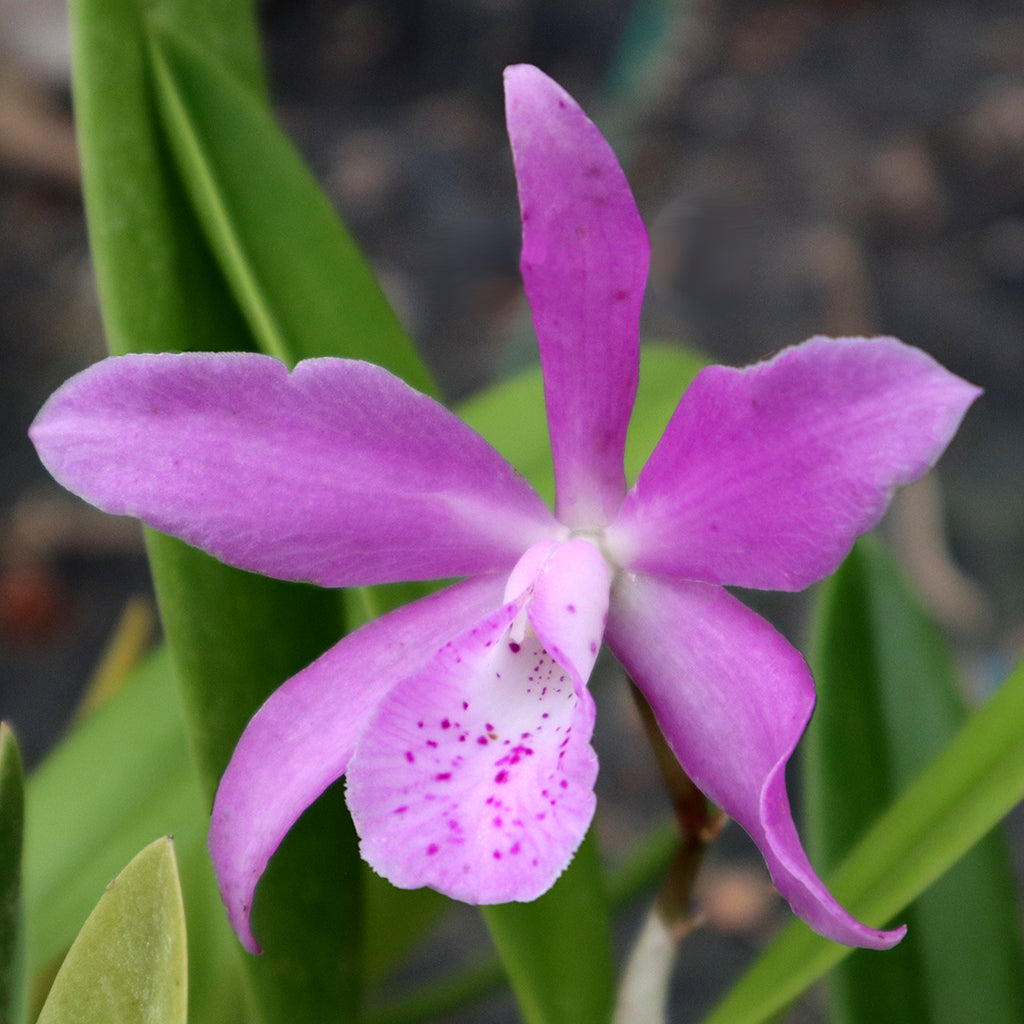 BC. Punakea 'Lee'