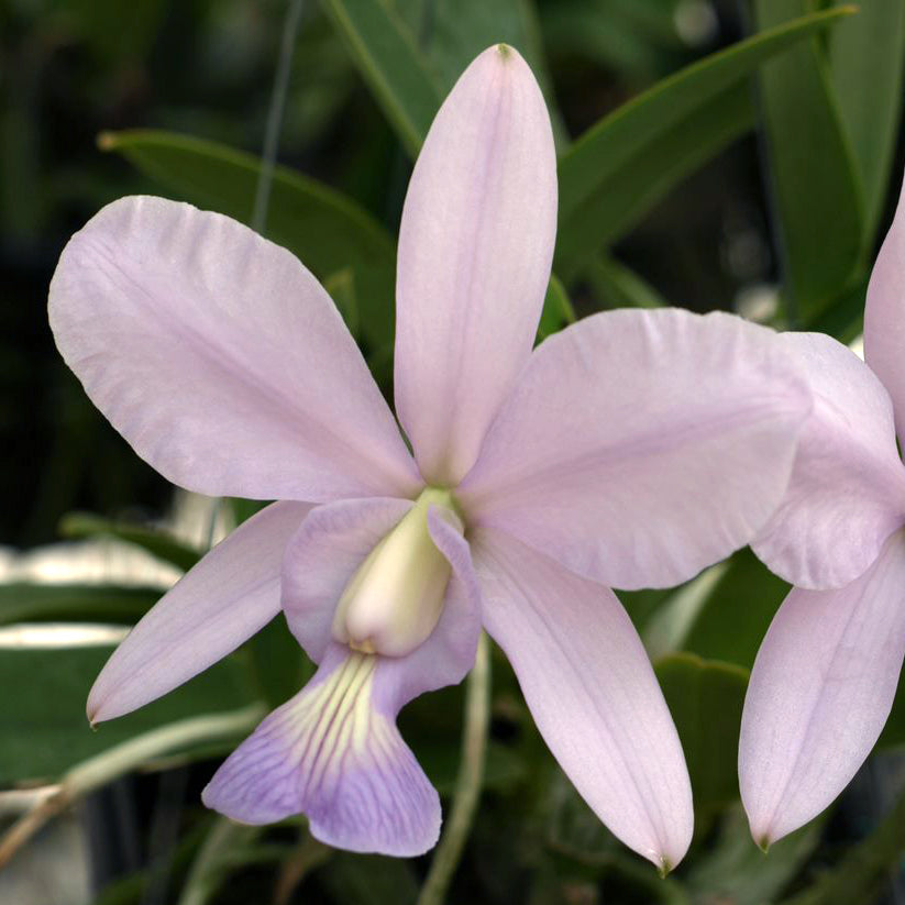 C. Brazilian Jewel
