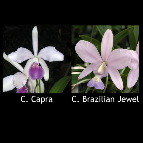 C. Capra var. coerulea x Brazilian Jewel