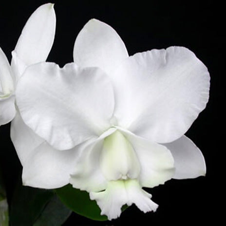 C. O’Brieniana var. alba