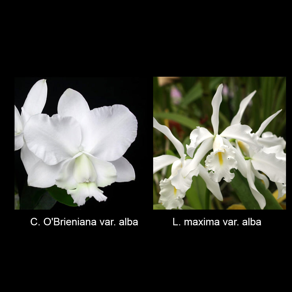 C. O'Brieniana var. alba ‘Jewell’s’ x L. maxima var. alba ‘Angel’s Cloud’