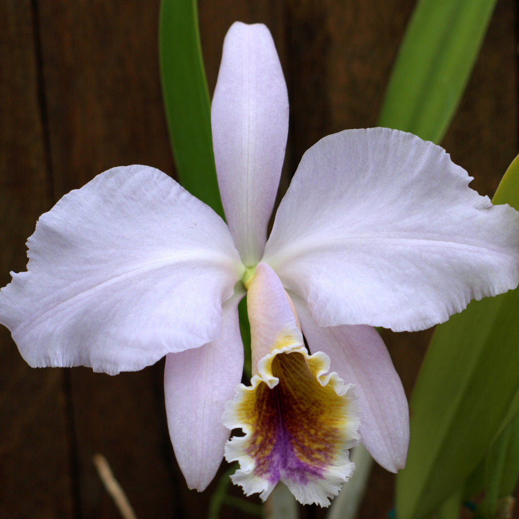 C. Peregrine x C. Alarcon