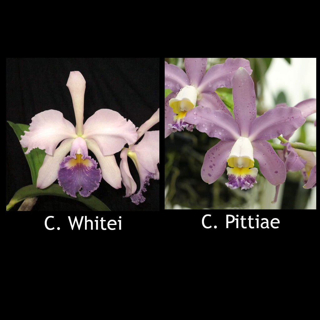 C. Whitei 'Anda' x Pittiae