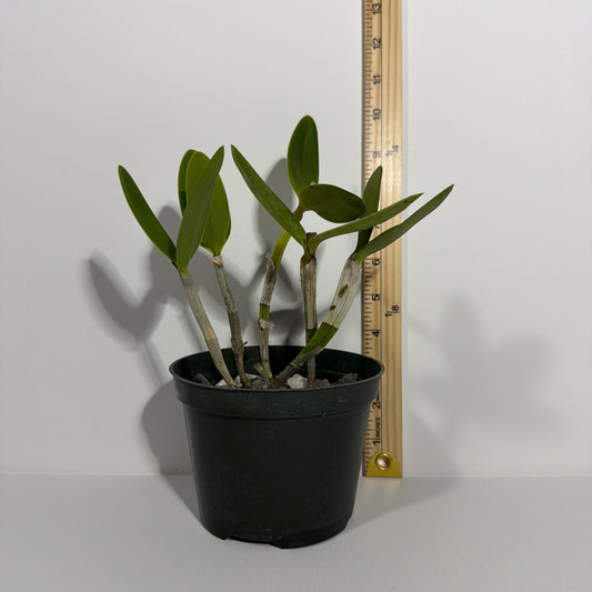 C. intermedia