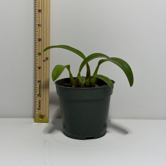 Cattleya sanguiloba x Cattleya gloedeniana 'Miranda' (L. macrobulbosa)