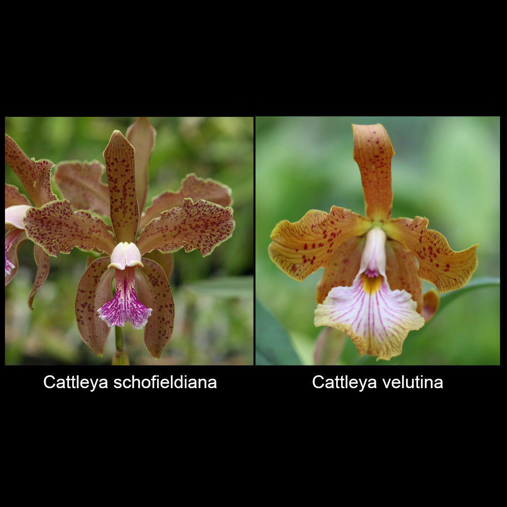 C. schofieldiana x velutina