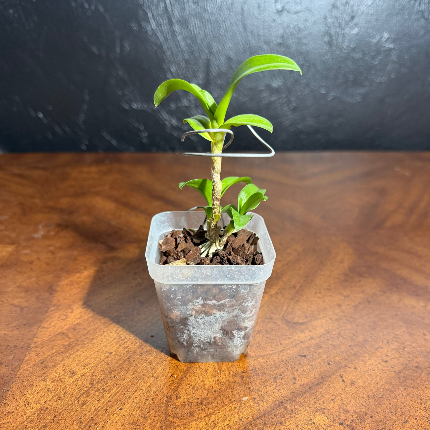 Dendrobium King “#3"