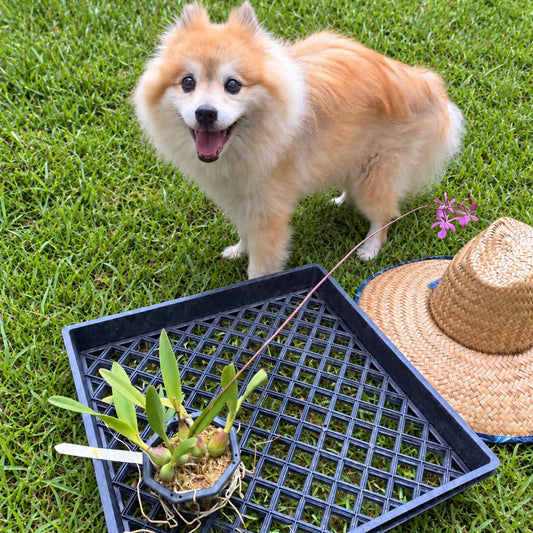 A cream and tan Pomeranian dog named Stitch stands on green grass behind a black plastic grid tray holding a small blooming, potted orchid (Encyclia Morison), with a woven straw hat nearby.