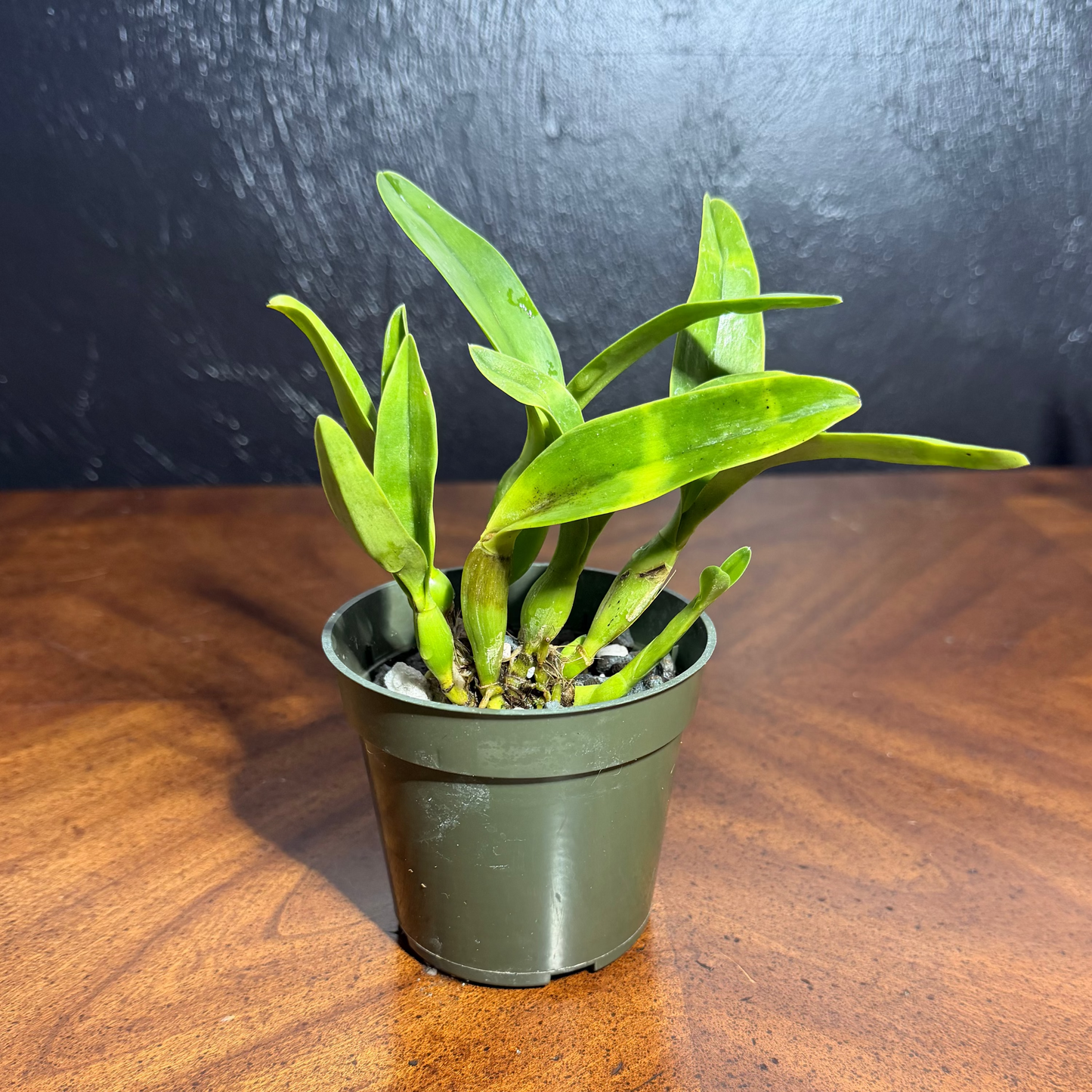 Laeliocatanthe (Lcn.) Jewell's Splendor