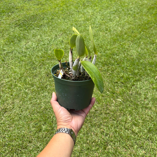 Cattleya Mariko Twenty Anniversary