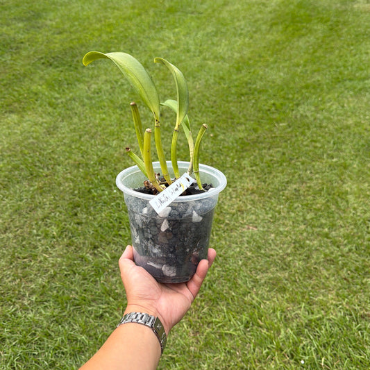 Cattleya Mini Song ‘La Primera Morada’ HCC/AOS