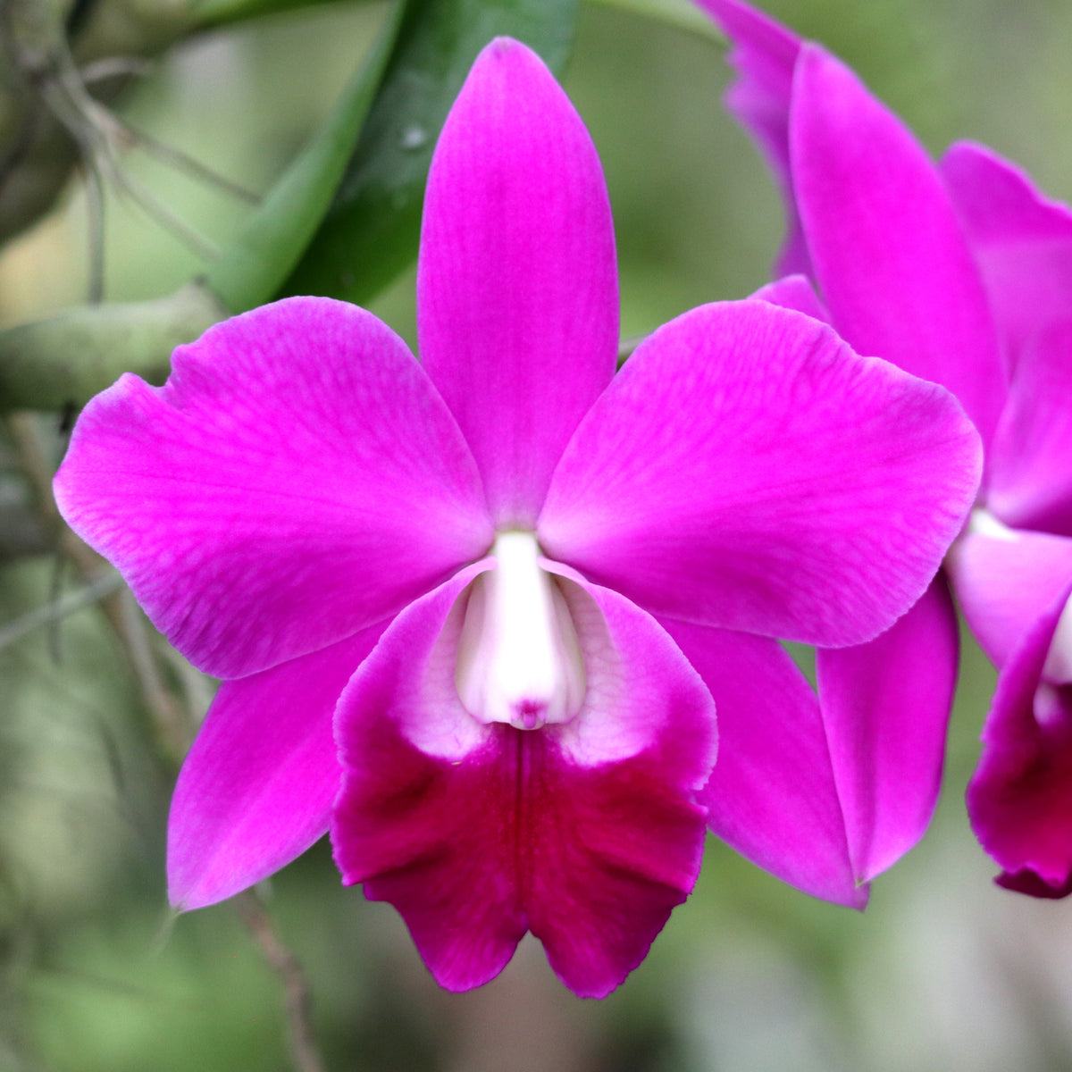 Cattleya Mini Purple 'Lea' AM/AOS