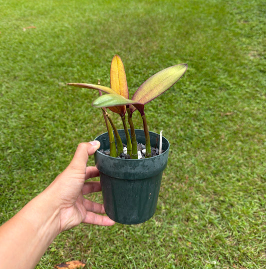 L. flava