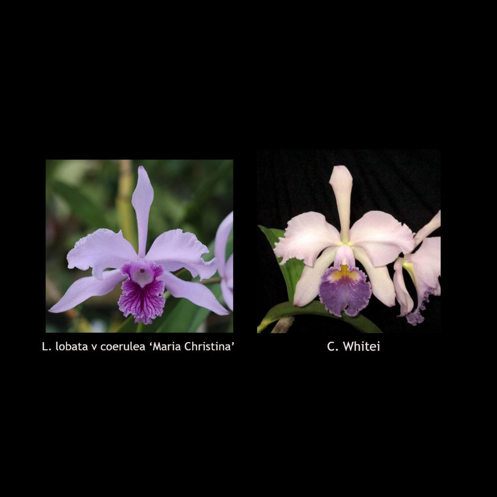 L. lobata var. coerulea ‘Maria Christina’ x C. Whitei ‘Anda’