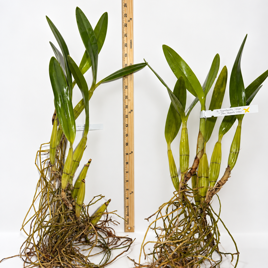 Two orchids, Laelia suprbiens alba 'Don Hubert Cross' with green leaves and extensive roots, displayed side-by-side next to a wooden ruler for scale on a white surface.