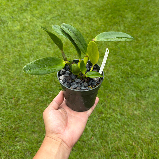 Cattleya Cariad’s Mini Quinee