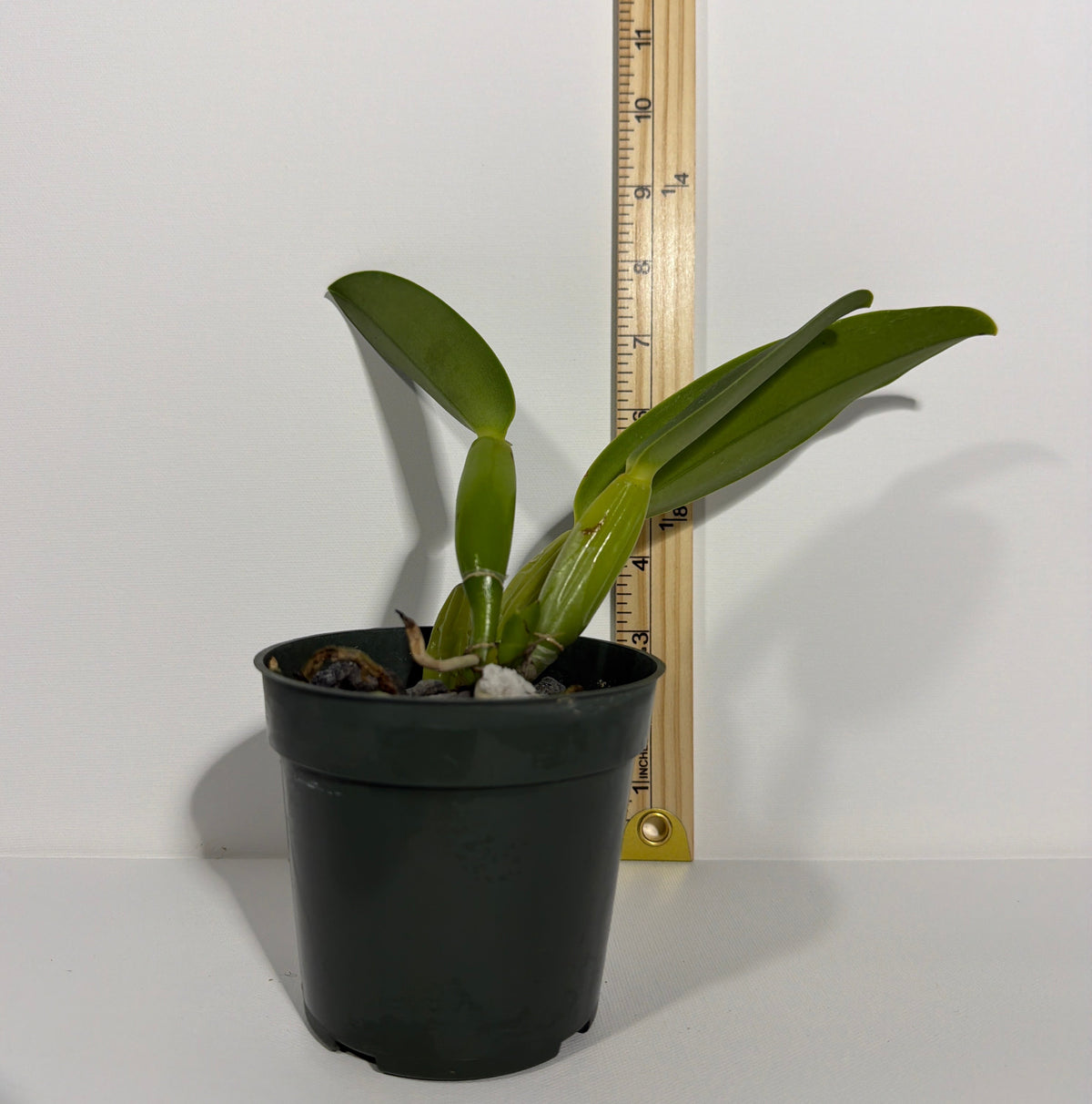 Cattleya Floralia's Azul 'Sandra' AM/AOS x C. Purity 'Whitlow'