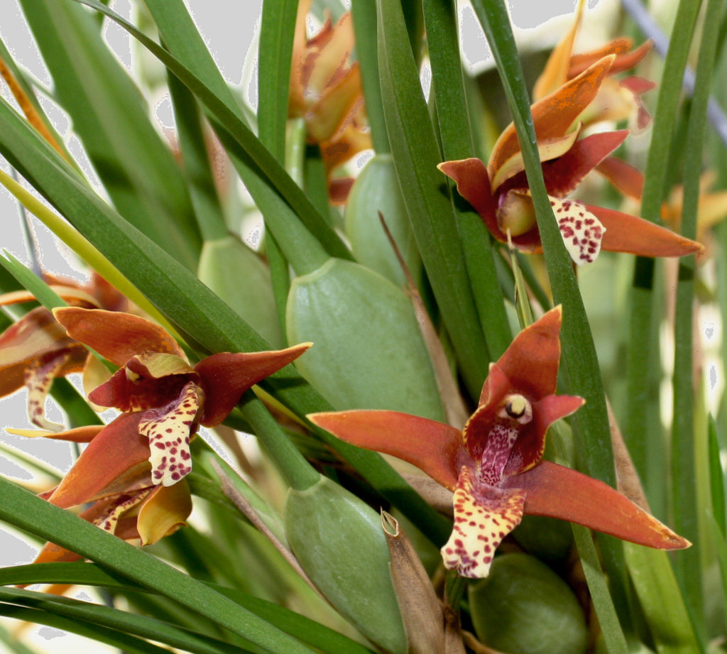 Maxillaria tenuifolia