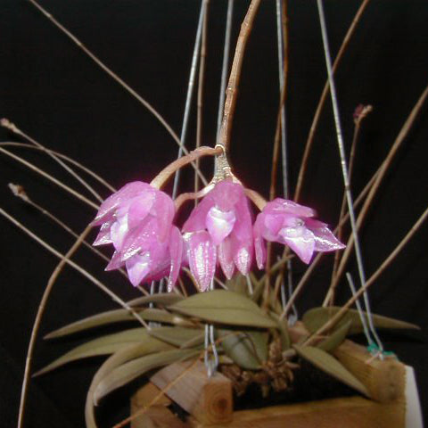 Nageliella purpurea