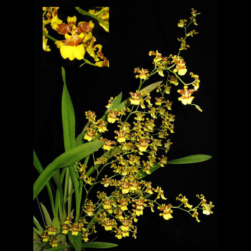 Onc. sphacelatum