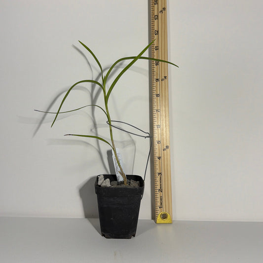 Polystacha benthamia (Neobenthamia gracilis)