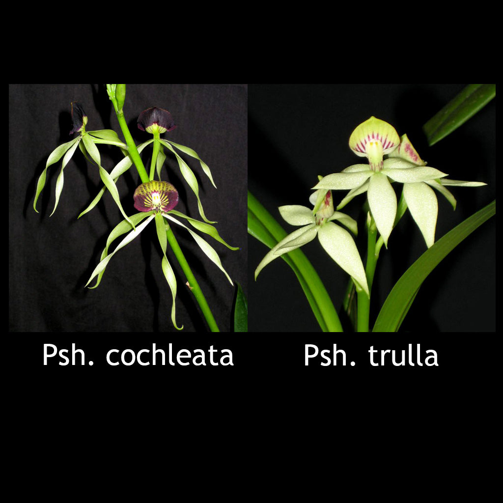 Prosthechea Green Hornet (cochleata x trulla)