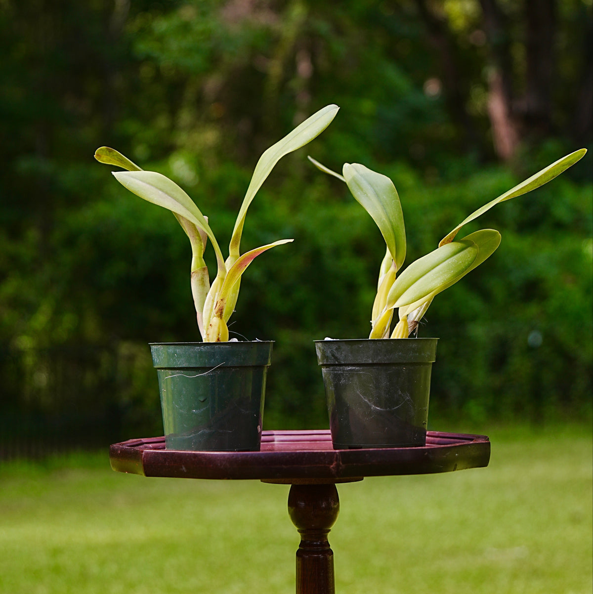 Two potted green plants which are Cattleya Statteriana orchids in 4 inch dark pots, displayed on a round wooden stand in an outdoor garden setting with a blurred background of grass and trees.