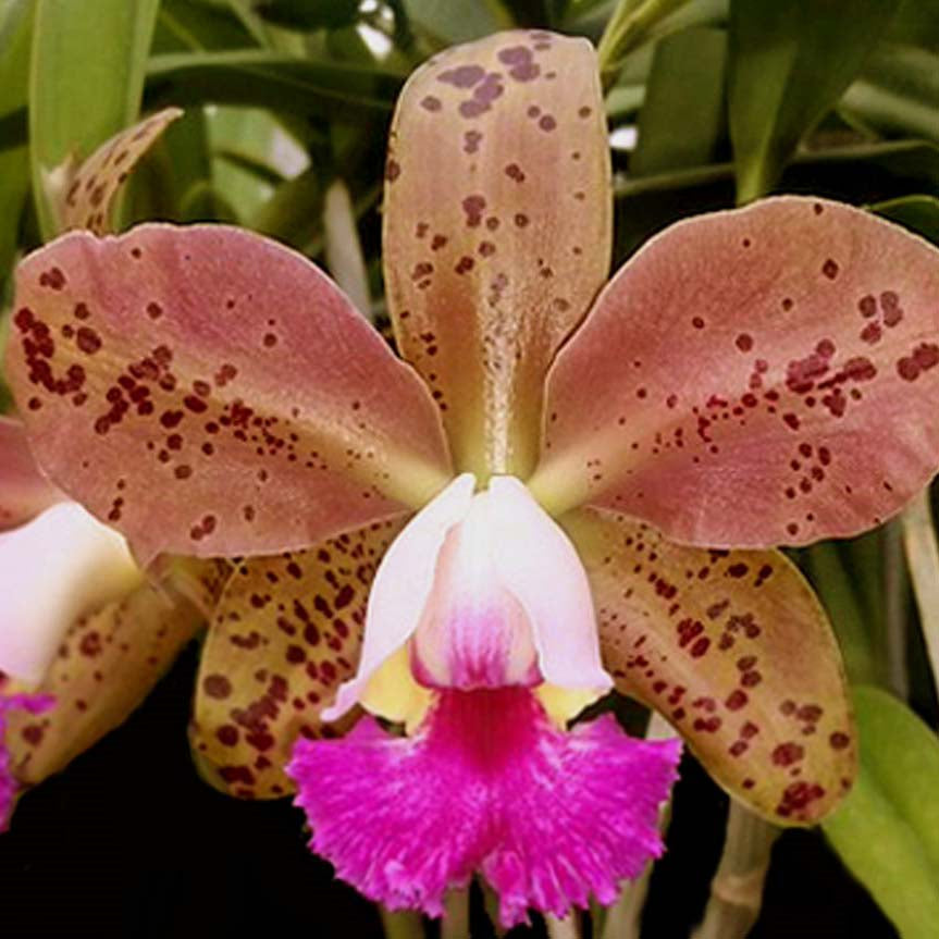 BLC. Durigan