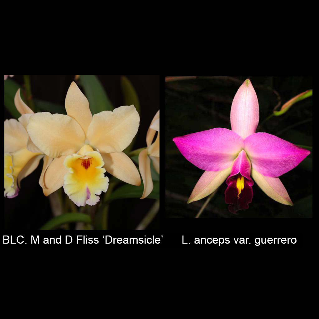 BLC. M and D Fliss 'Dreamsicle' x L. anceps var. guerrero