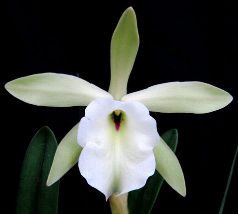 B. glauca