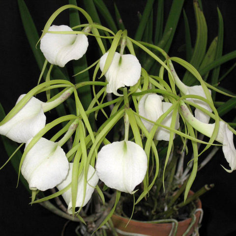 B. nodosa