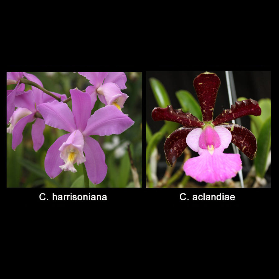 C. Olenus (C. harrisoniana x aclandiae)