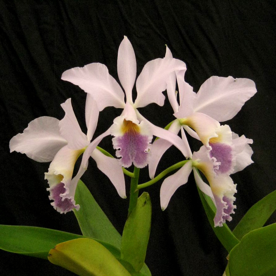 C. Purity ‘Whitlow’ x C. Intertexta ‘Blue Beauty’