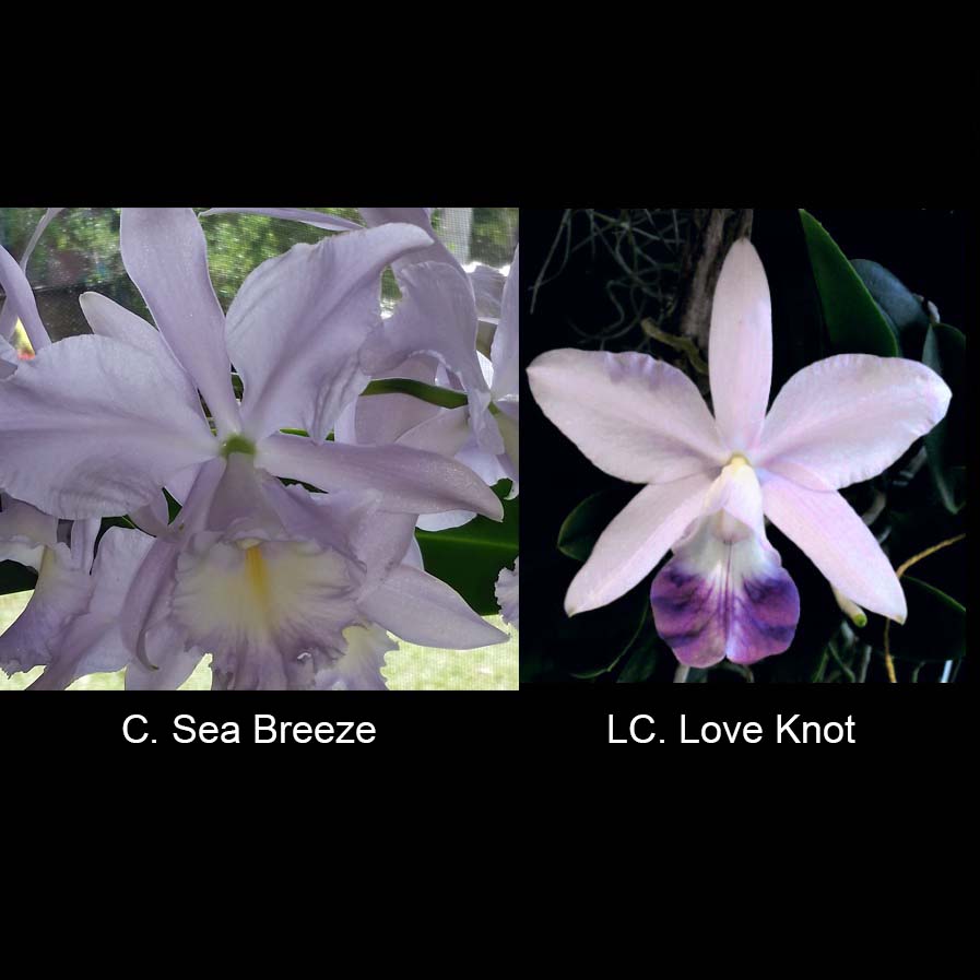 LC. Rafael Ortiz (C. Sea Breeze x LC. Love Knot)