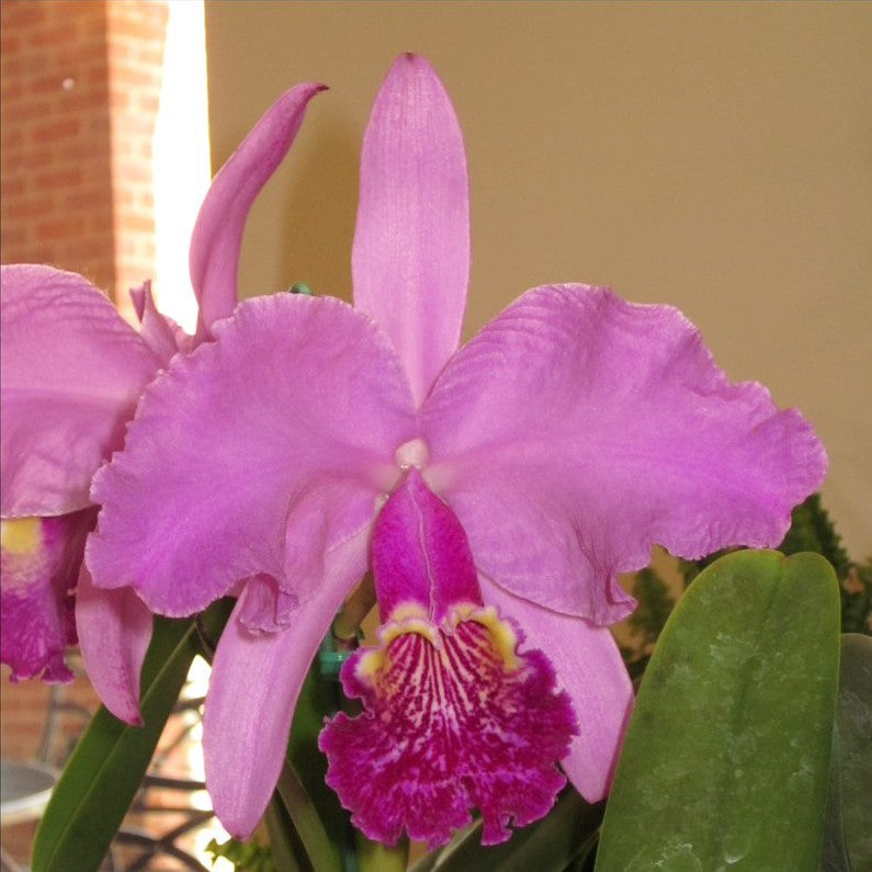 C. lueddemaniana