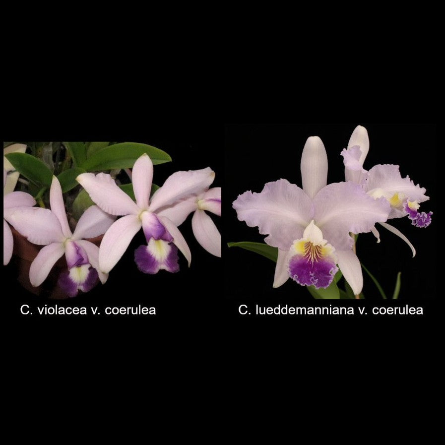 C. Mainau-Zauber (C. violacea coerulea x C. lueddemanniana coerulea)