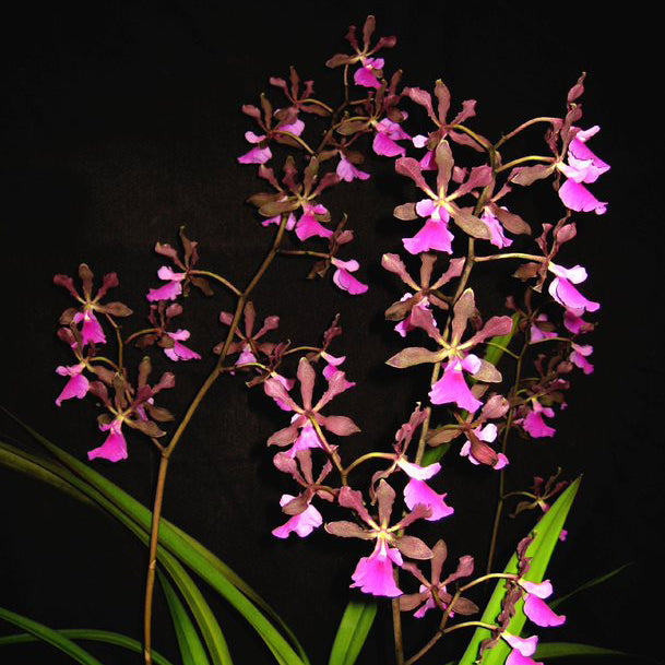 Encyclia Rioclarense