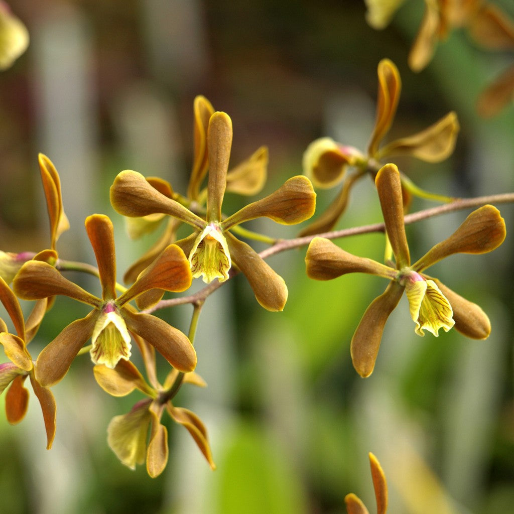 Enc. candollei