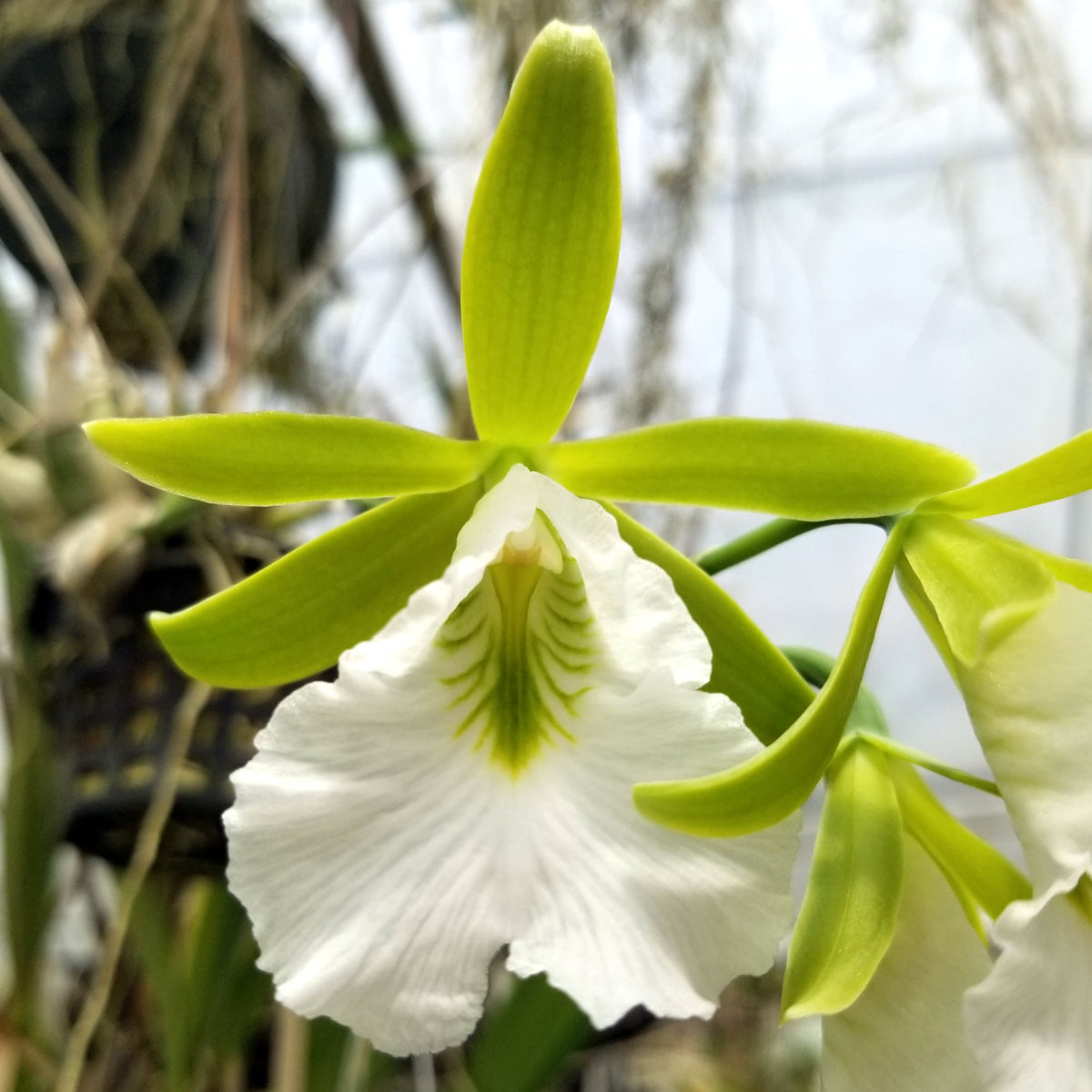 Encv. Winter Green