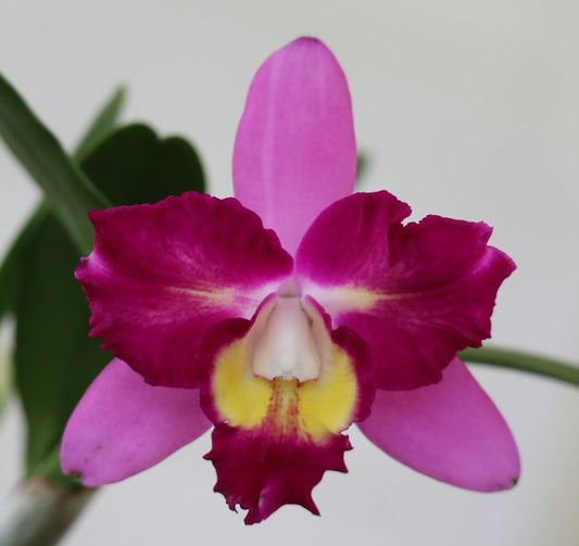 LC. Mari's Song 'CTM 217' HCC/AOS x SLC. Angel Eyes 'SVO' AM/AOS