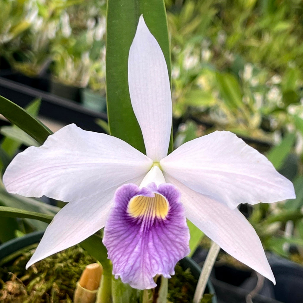 L. Rubin 'Cold Steel' x C. Mem. Robert Strait 'Blue Hawaii' AM/AOS