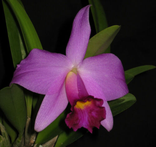 BLC. Pink Flame