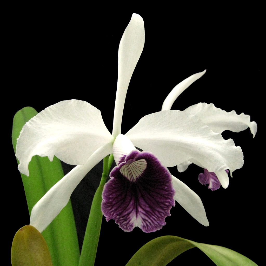 L. purpurata var. schusteriana