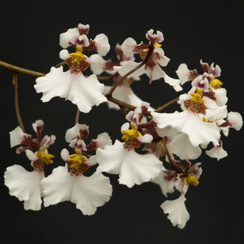 Tolumnia bahamensis